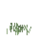 ホソウリゴケ