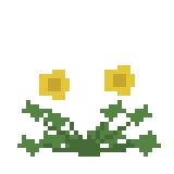 カタバミ