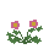 ムラサキツメクサ