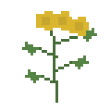 ノゲシ